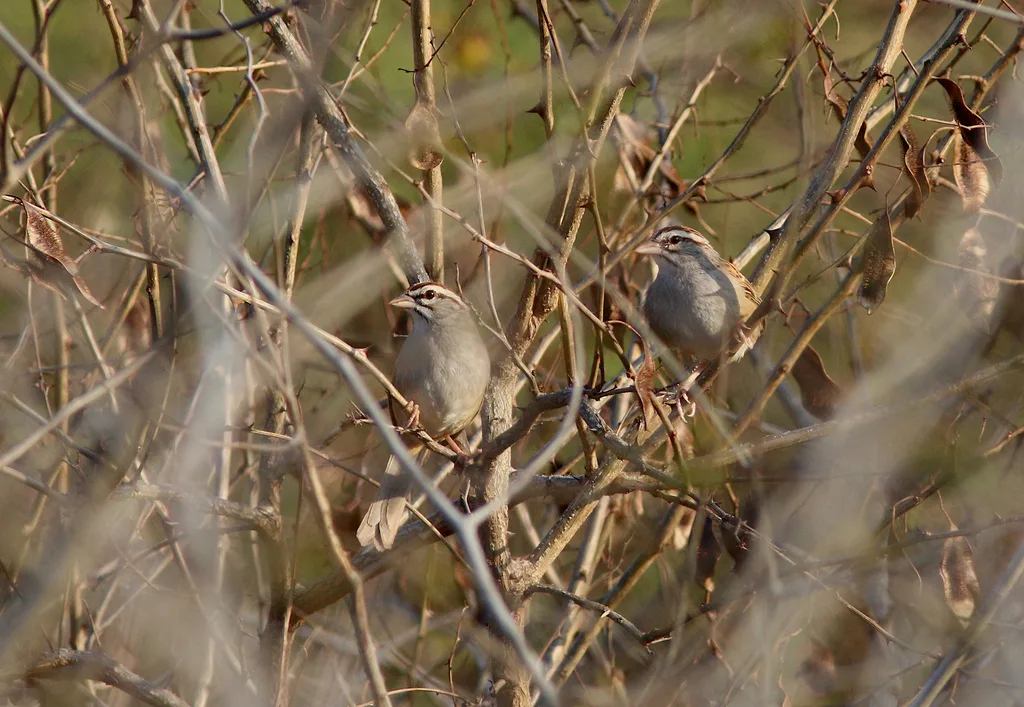 红尾猛雀鹀(Peucaea sumichrasti)