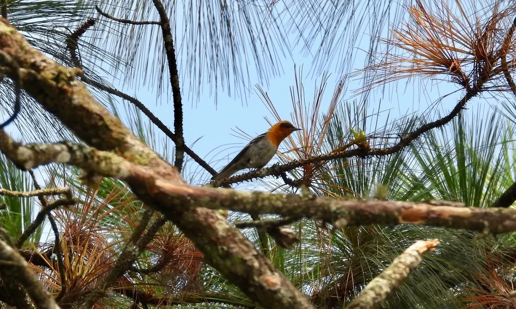 橄榄绿森莺(Peucedramus taeniatus)