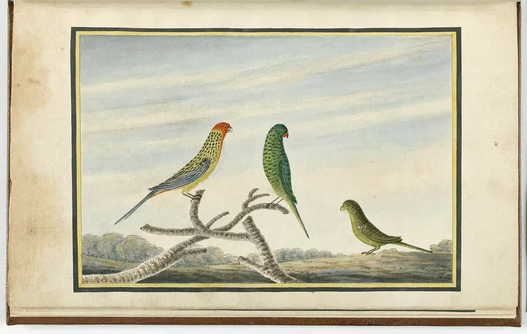 夜鹦鹉(Pezoporus occidentalis)