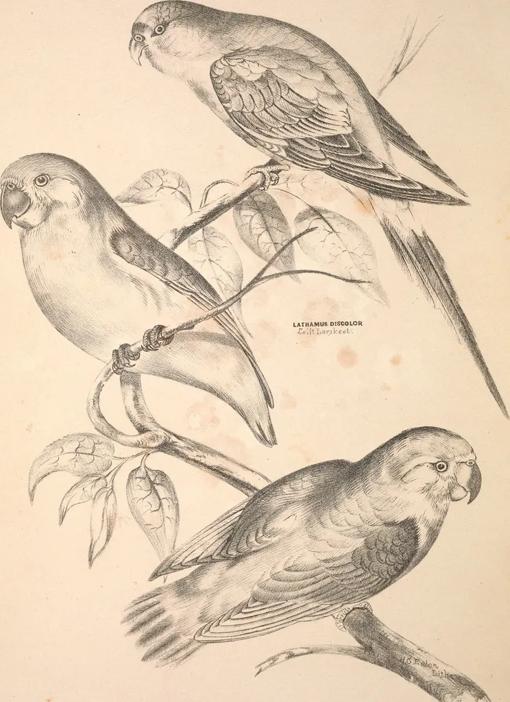 夜鹦鹉(Pezoporus occidentalis)