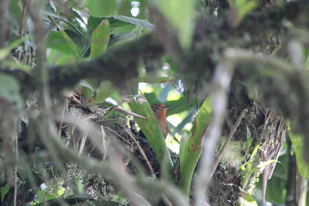 红眼棘雀（Phacellodomus erythrophthalmus）