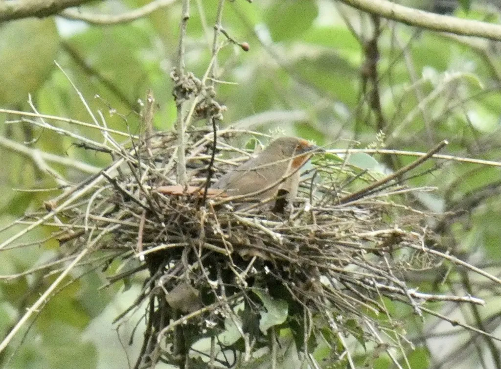 红眼棘雀（Phacellodomus erythrophthalmus）