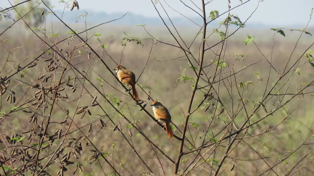 大棘雀(Phacellodomus ruber)