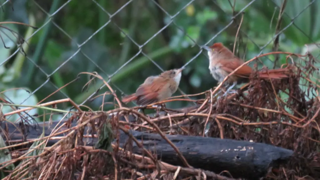 大棘雀(Phacellodomus ruber)