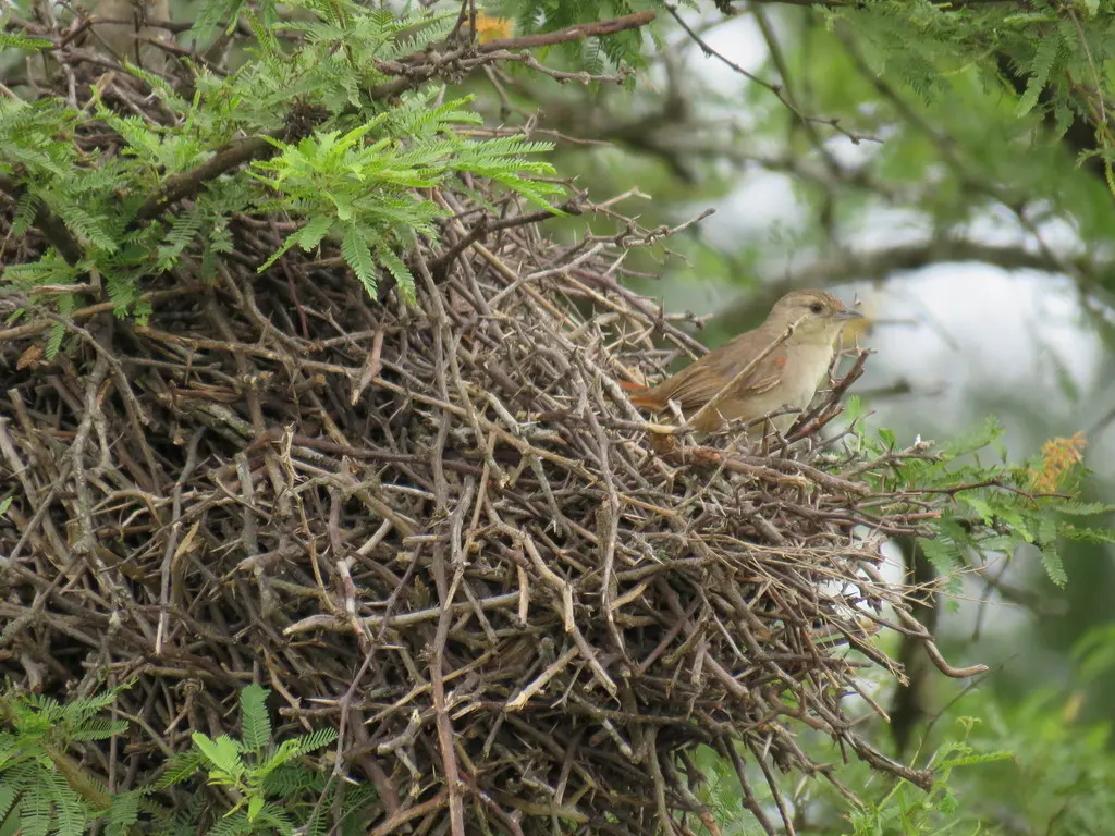小棘雀(Phacellodomus sibilatrix)