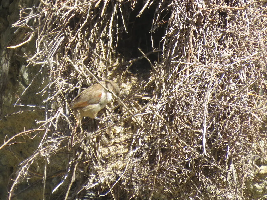 纹额棘雀(Phacellodomus striaticeps)