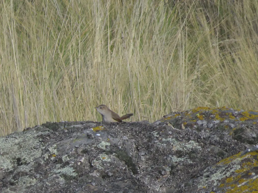 纹额棘雀(Phacellodomus striaticeps)