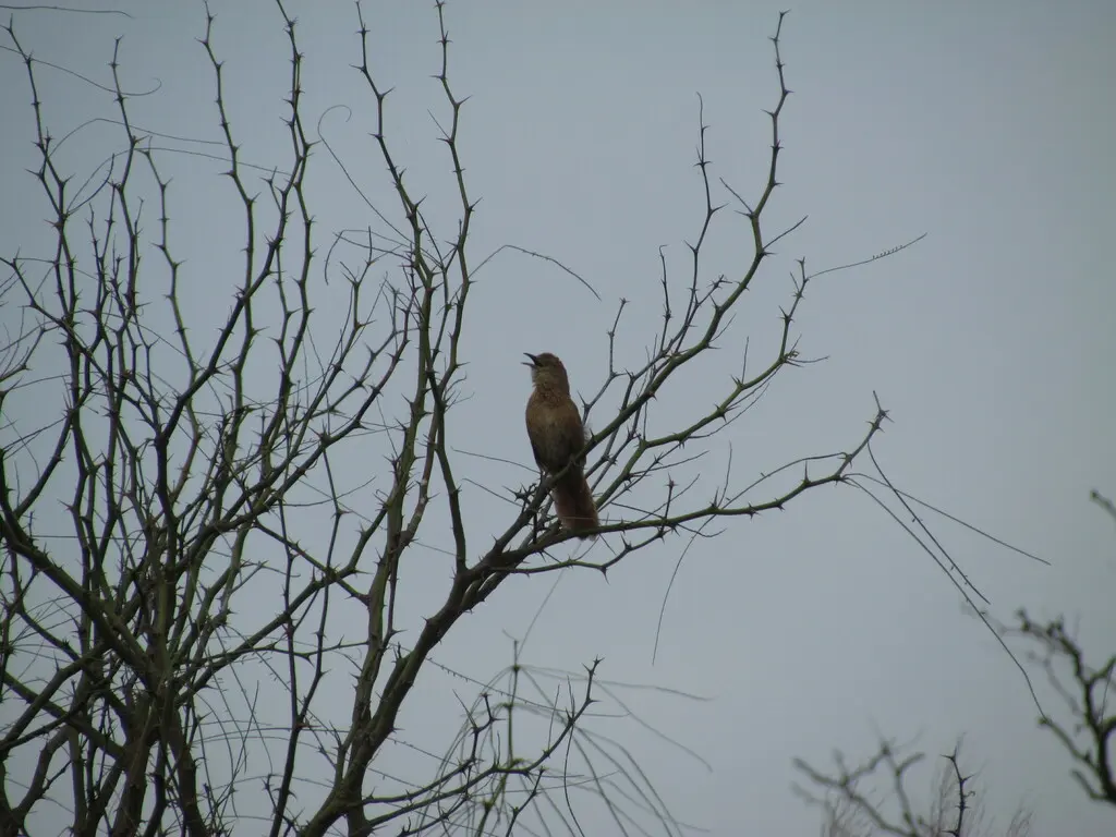 斑胸棘雀（Phacellodomus striaticollis）
