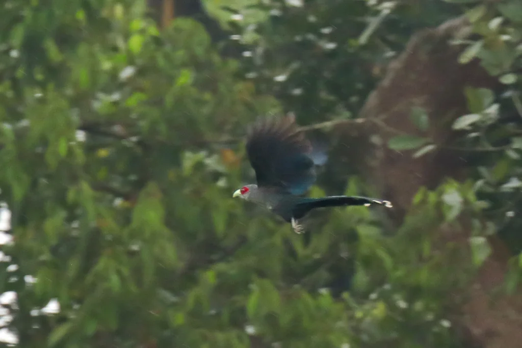 黑腹地鹃（Phaenicophaeus diardi）