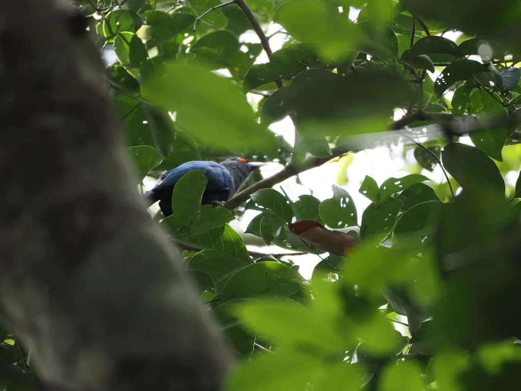 棕腹地鹃(Phaenicophaeus sumatranus)