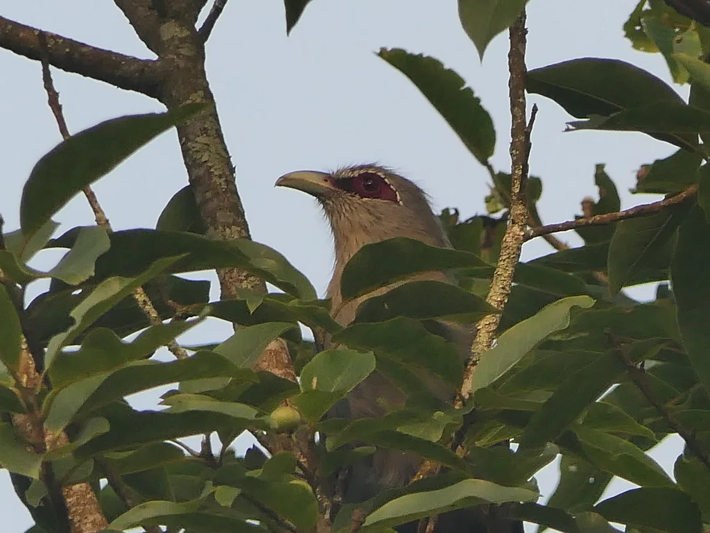 绿嘴地鹃(Phaenicophaeus tristis)