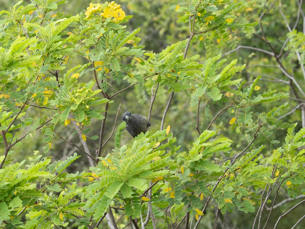 小绿嘴地鹃(Phaenicophaeus viridirostris)