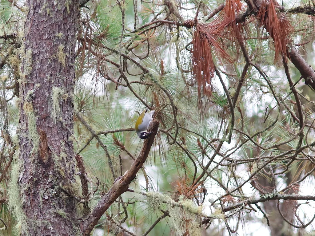 黑顶长尾唐纳雀（Phaenicophilus palmarum）