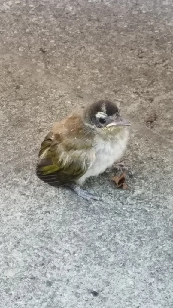 黑顶长尾唐纳雀（Phaenicophilus palmarum）