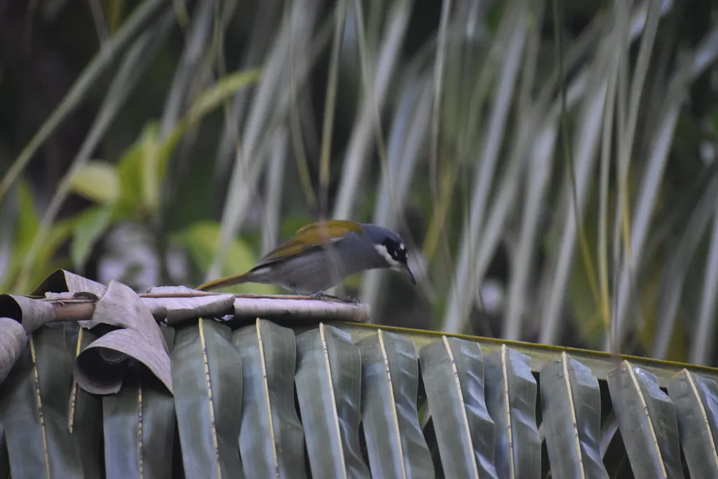 灰顶长尾唐纳雀(Phaenicophilus poliocephalus)