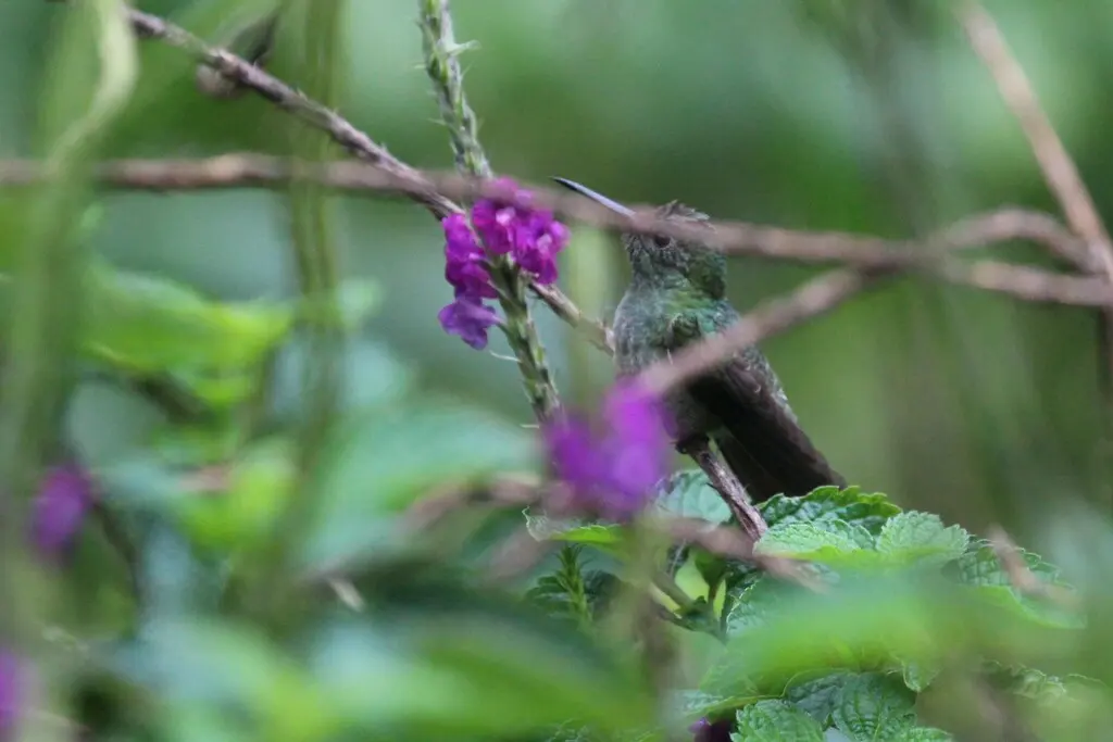 鳞胸刀翅蜂鸟(Phaeochroa cuvierii)