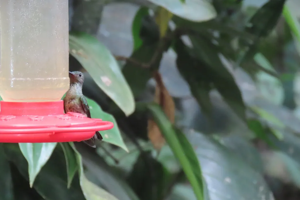 鳞胸刀翅蜂鸟(Phaeochroa cuvierii)