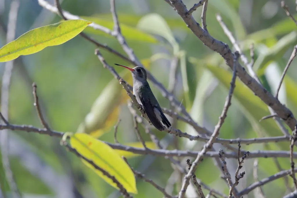 暗阔嘴蜂鸟(Phaeoptila sordida)