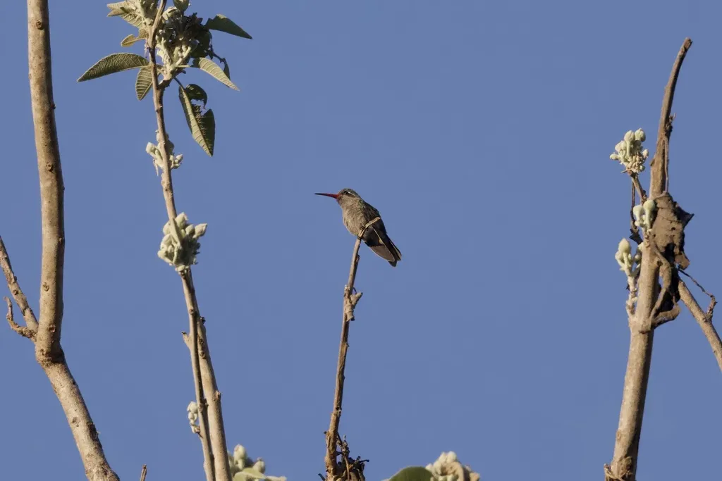 暗阔嘴蜂鸟(Phaeoptila sordida)