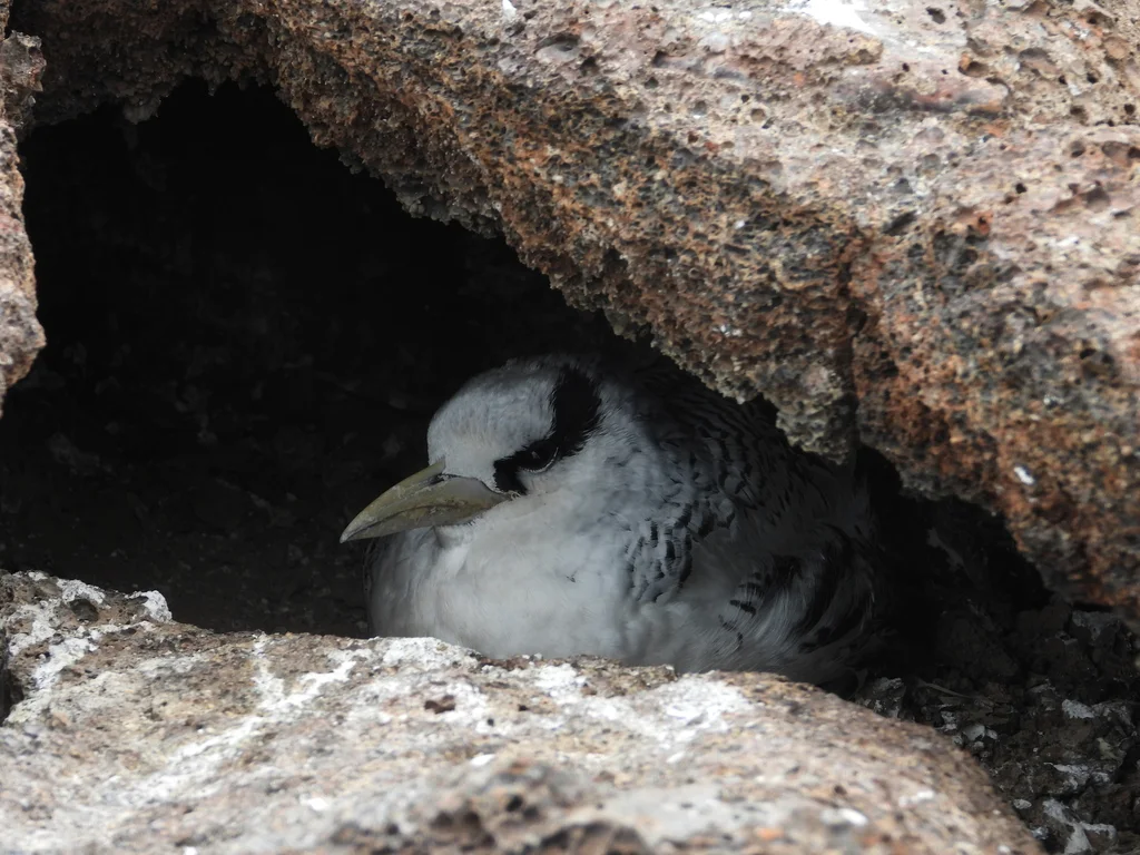 红嘴鹲(Phaethon aethereus)