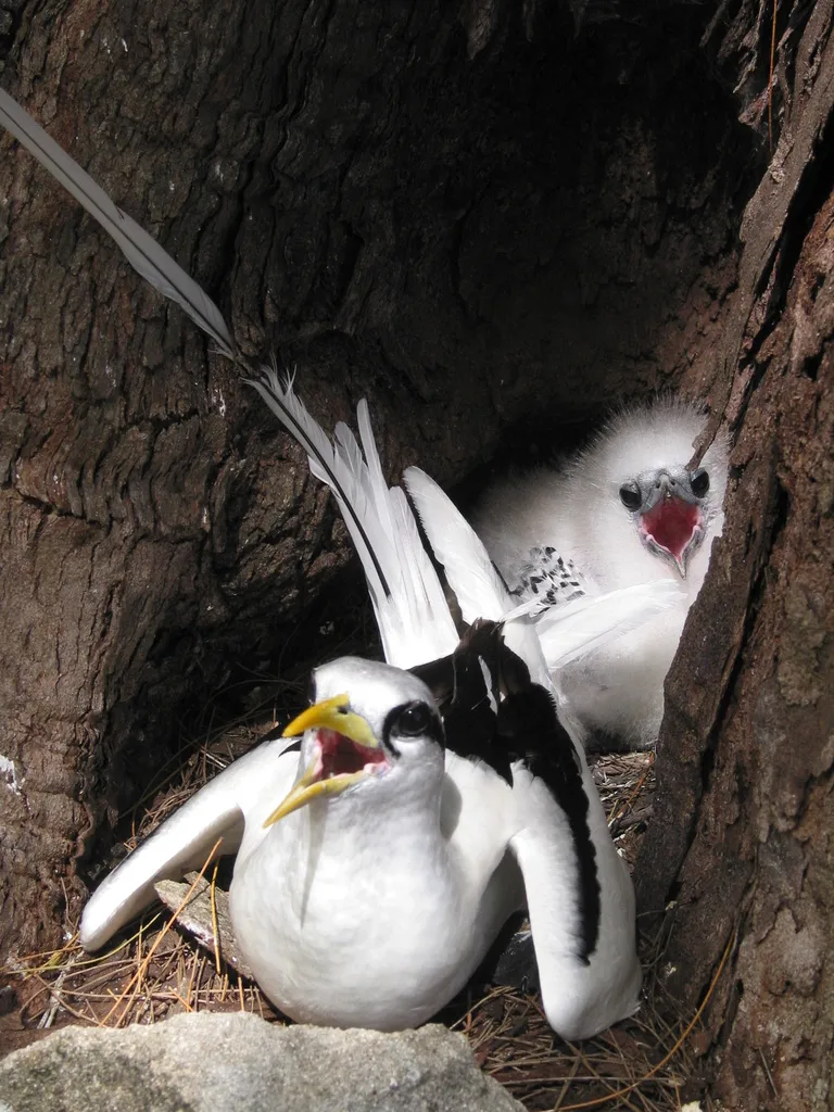 白尾鹲(Phaethon lepturus)