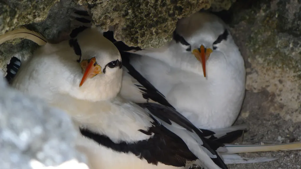 白尾鹲(Phaethon lepturus)