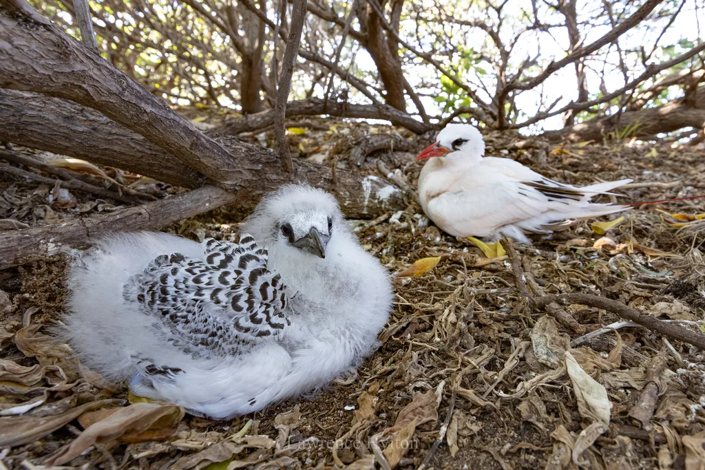 红尾鹲(Phaethon rubricauda)