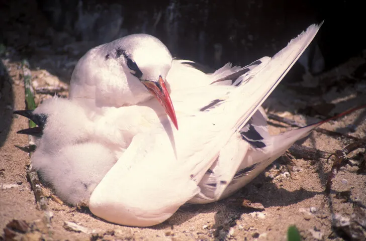 红尾鹲(Phaethon rubricauda)