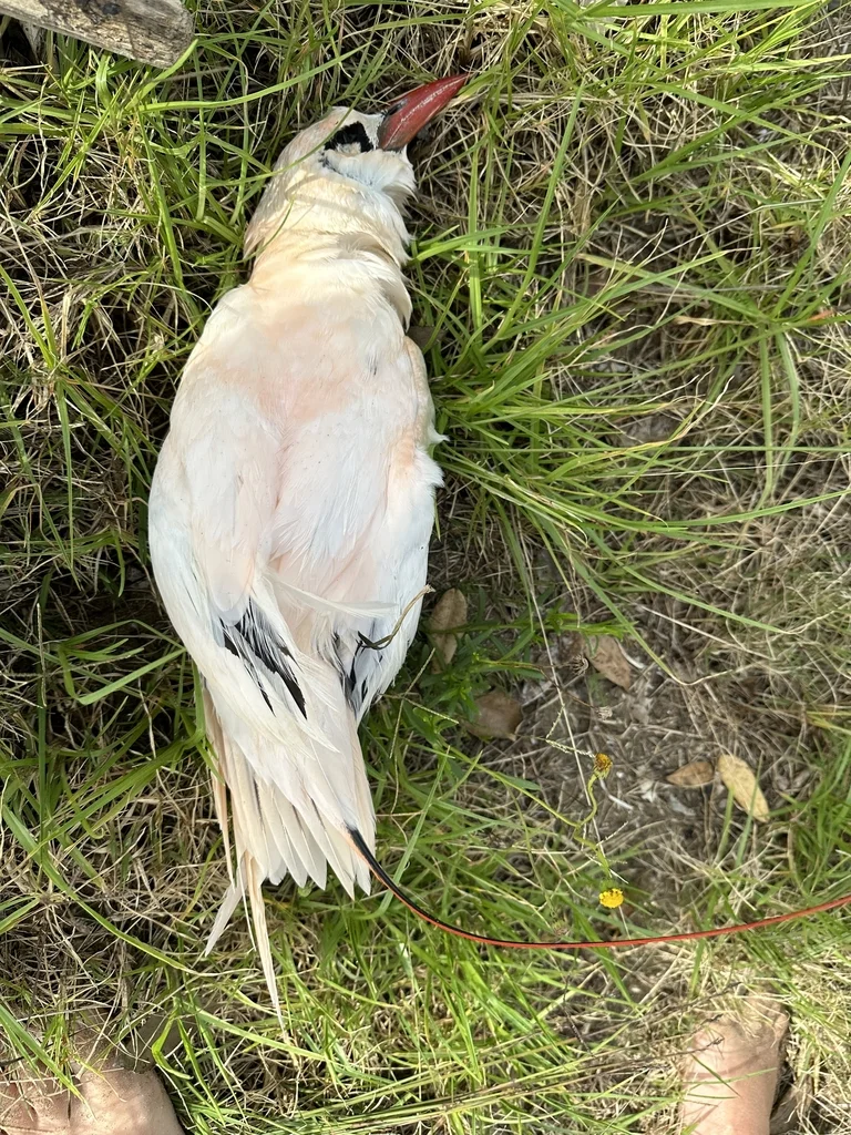 红尾鹲(Phaethon rubricauda)