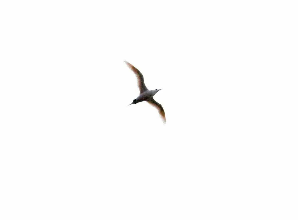 红尾鹲(Phaethon rubricauda)