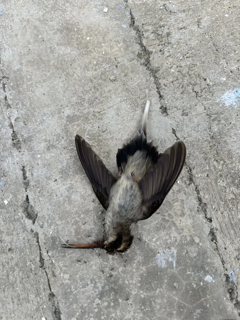 淡腹隐蜂鸟(Phaethornis anthophilus)