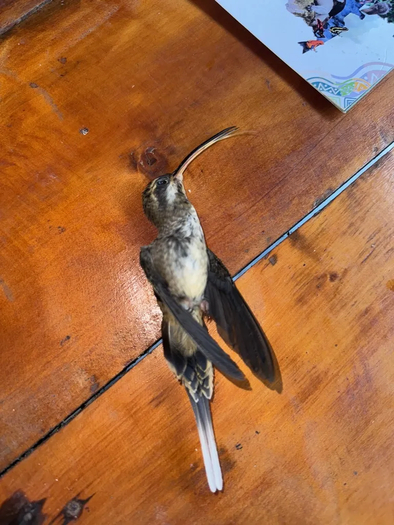 淡腹隐蜂鸟(Phaethornis anthophilus)