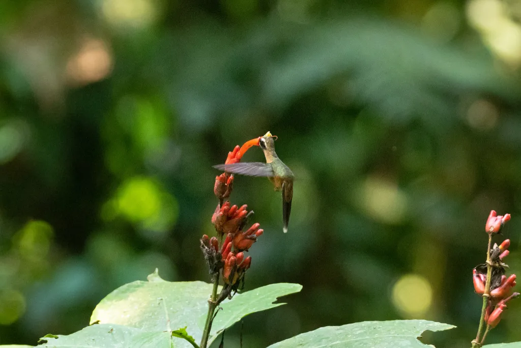 黑喉隐蜂鸟(Phaethornis atrimentalis)