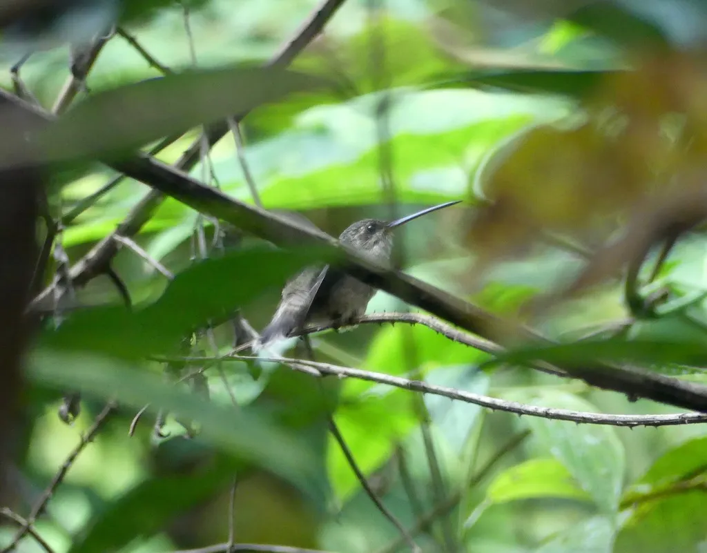 直嘴隐蜂鸟(Phaethornis bourcieri)