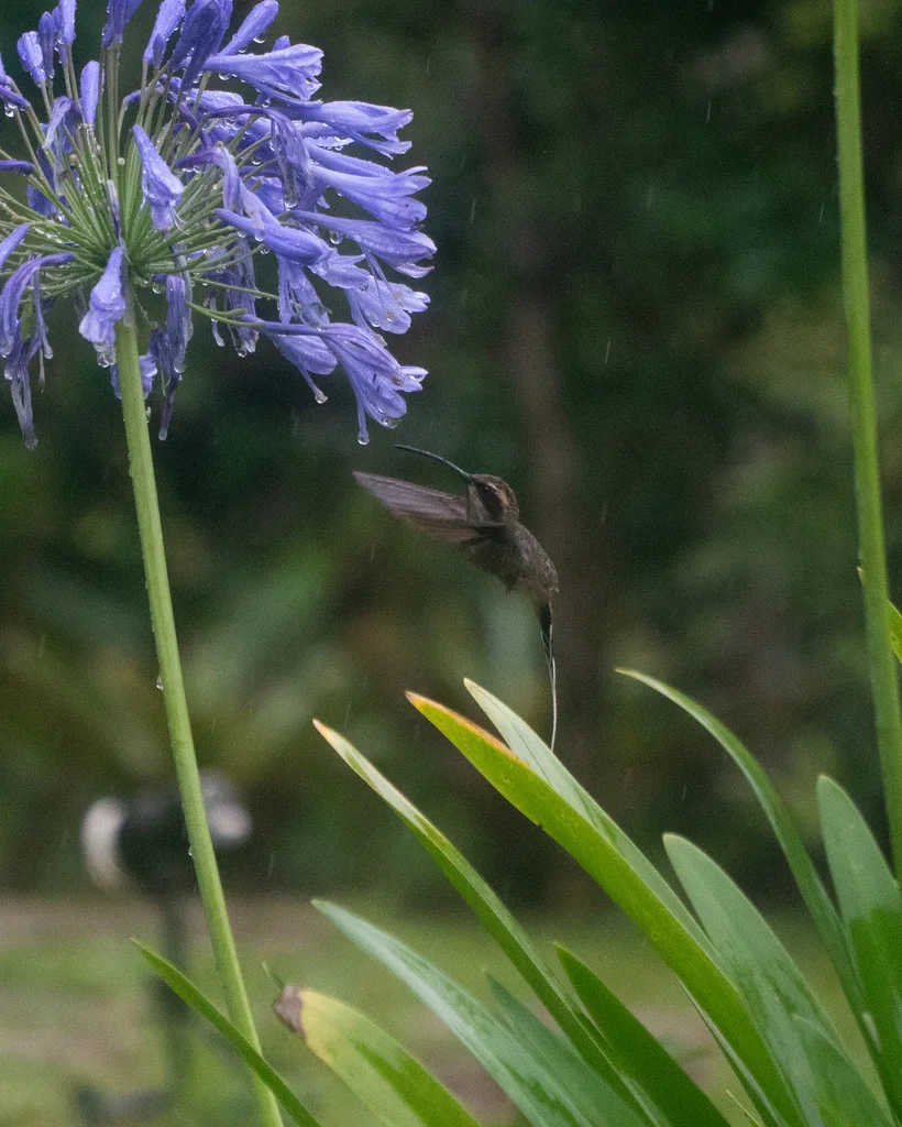 鳞喉隐蜂鸟(Phaethornis eurynome)