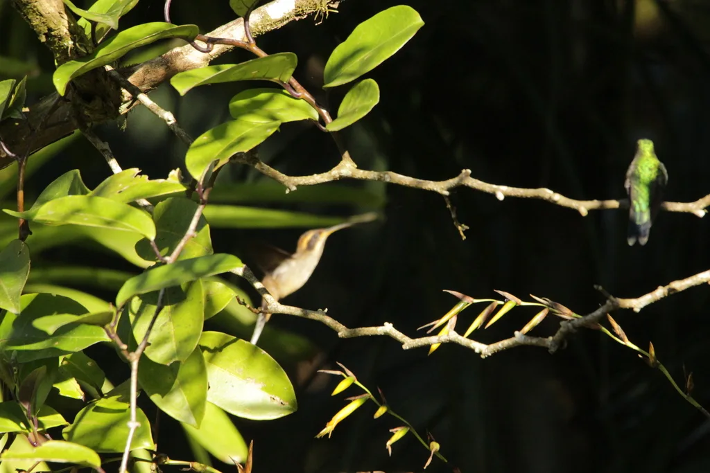 鳞喉隐蜂鸟(Phaethornis eurynome)