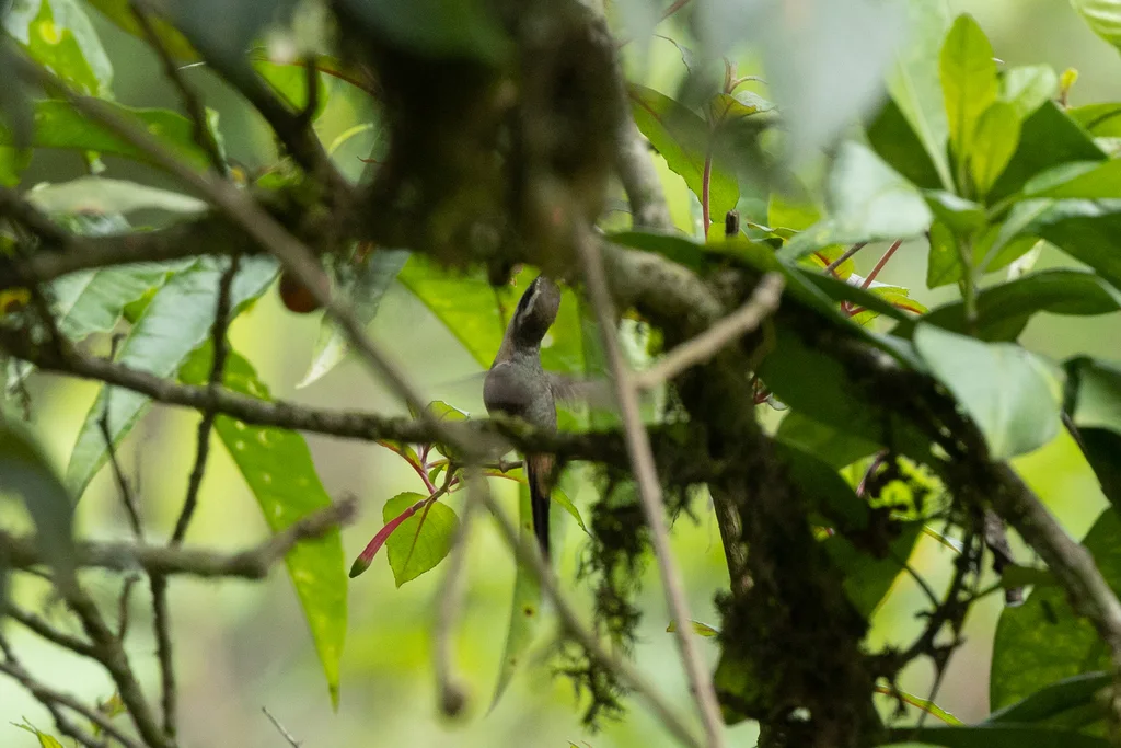 灰颏隐蜂鸟(Phaethornis griseogularis)