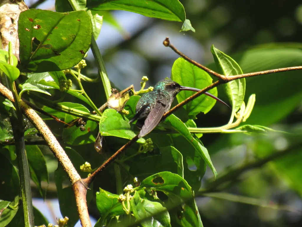 绿隐蜂鸟(Phaethornis guy)