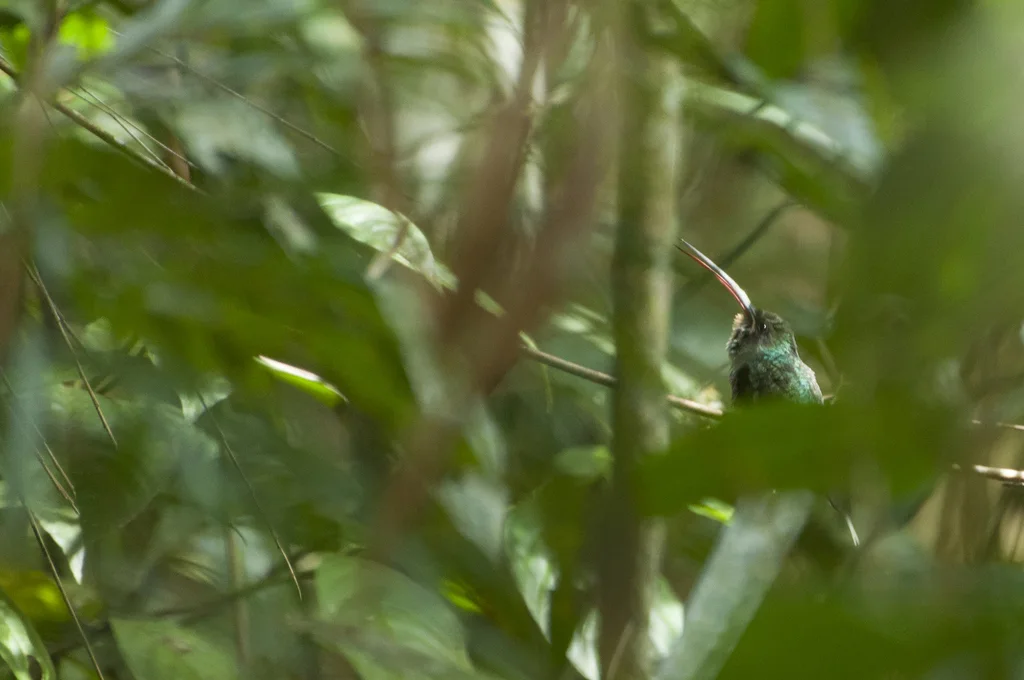 绿隐蜂鸟(Phaethornis guy)