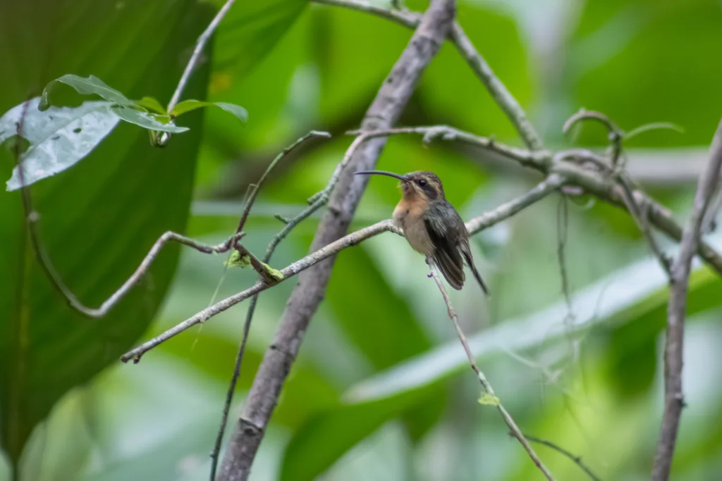 姬隐蜂鸟(Phaethornis idaliae)