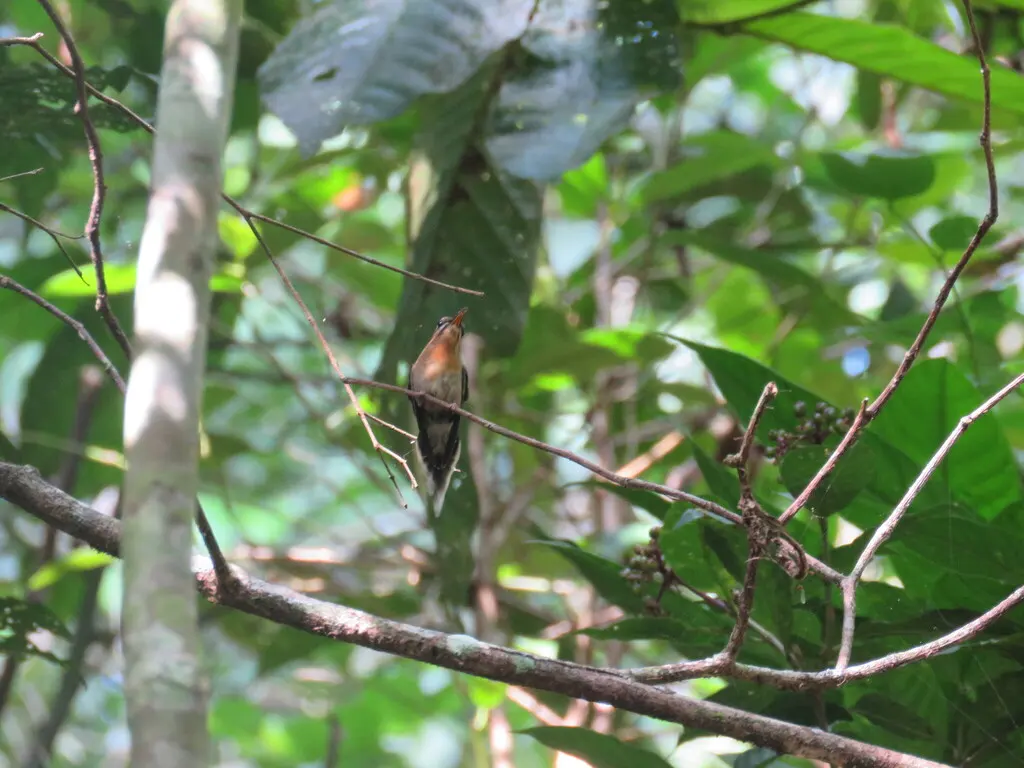 姬隐蜂鸟(Phaethornis idaliae)