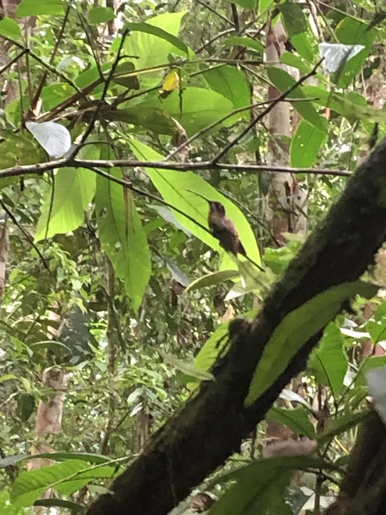 凯氏隐蜂鸟(Phaethornis koepckeae)