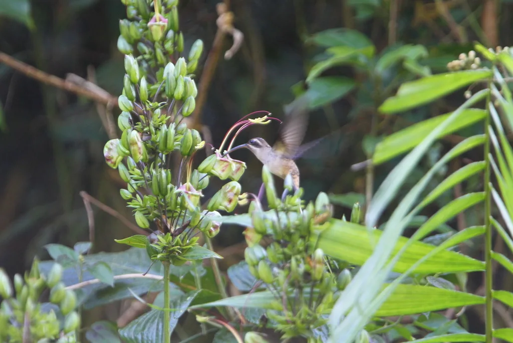 西长尾隐蜂鸟(Phaethornis longirostris)