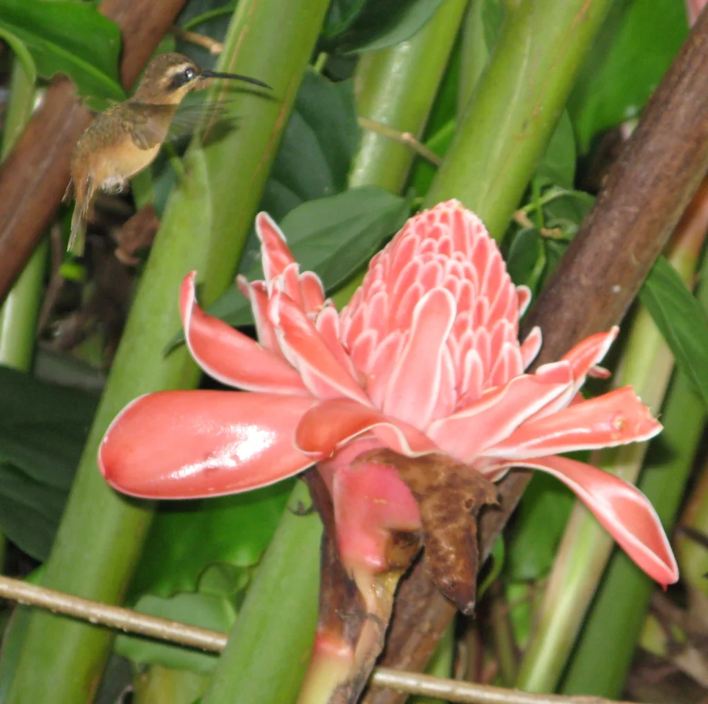 小隐蜂鸟(Phaethornis longuemareus)