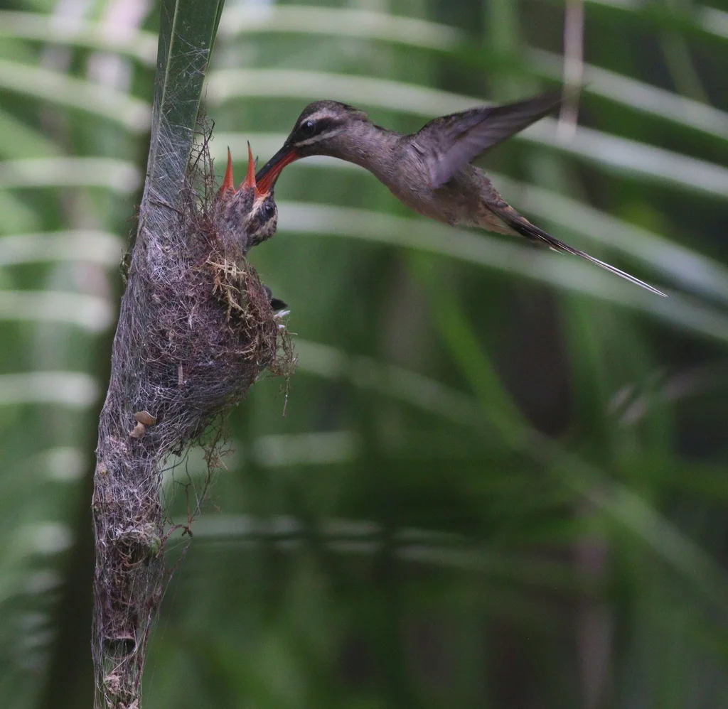大嘴隐蜂鸟(Phaethornis malaris)