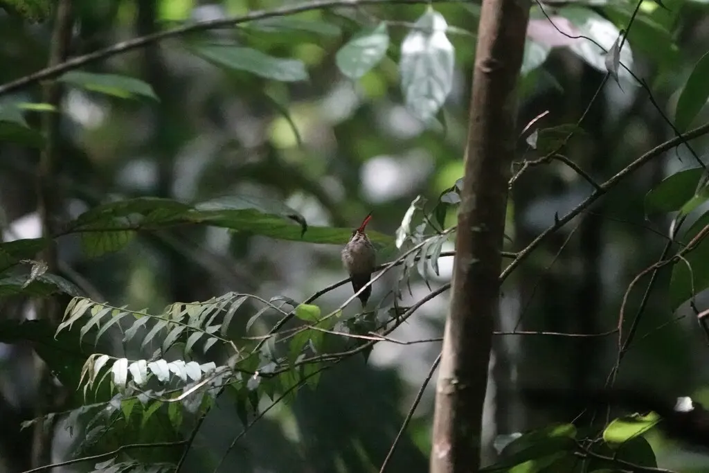 大嘴隐蜂鸟(Phaethornis malaris)