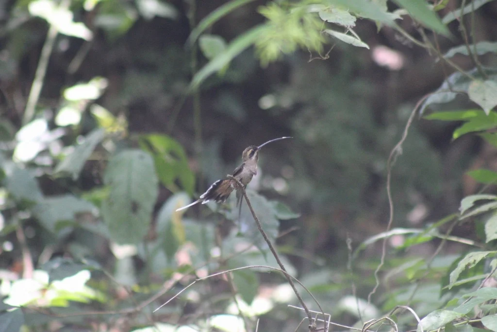 墨西哥隐蜂鸟(Phaethornis mexicanus)