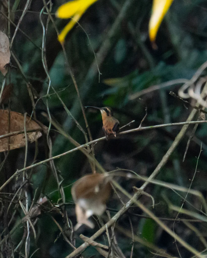 红隐蜂鸟(Phaethornis ruber)