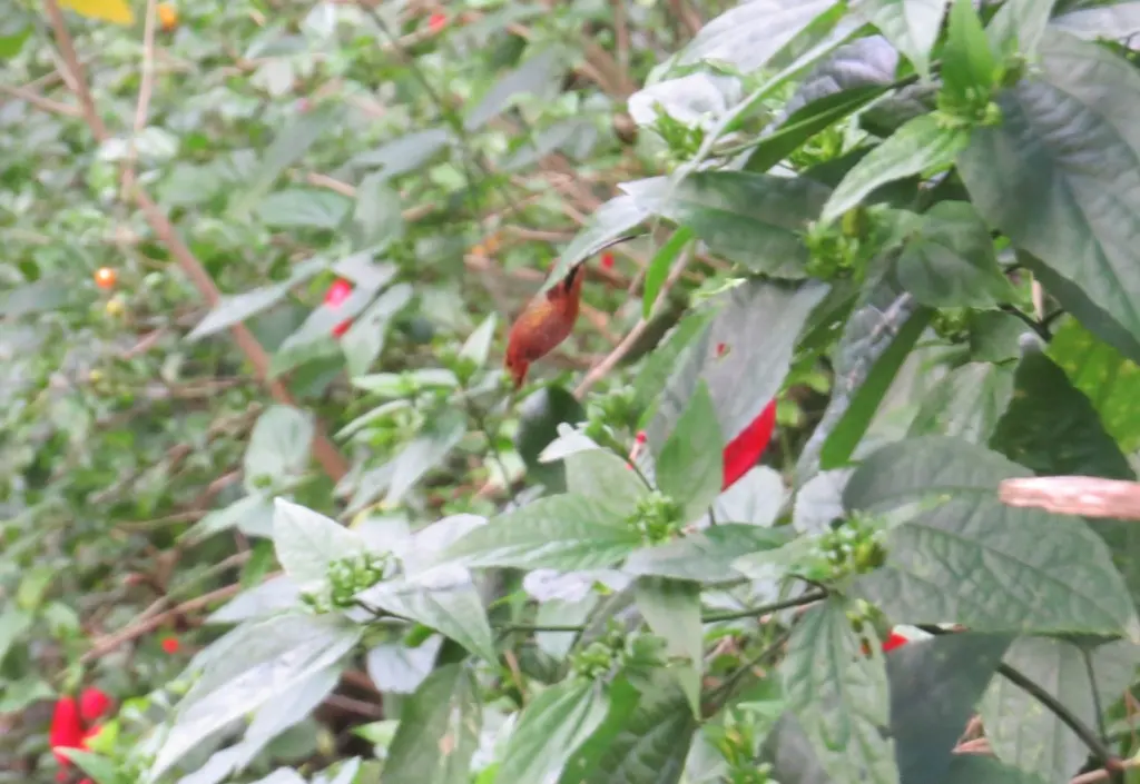 红隐蜂鸟(Phaethornis ruber)
