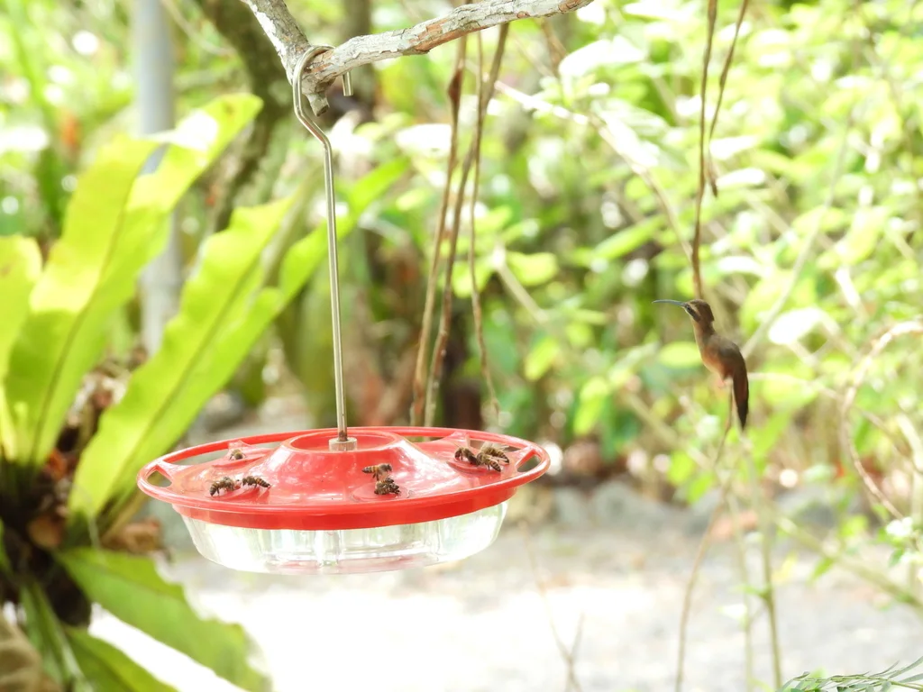 纹喉隐蜂鸟(Phaethornis striigularis)